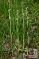 Ophrys_apifera_18
